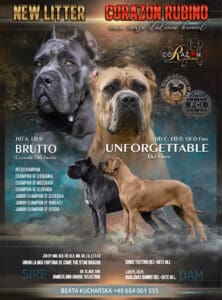 Read more about the article Miot „L”