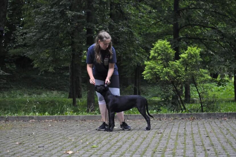 You are currently viewing Roxy – trening