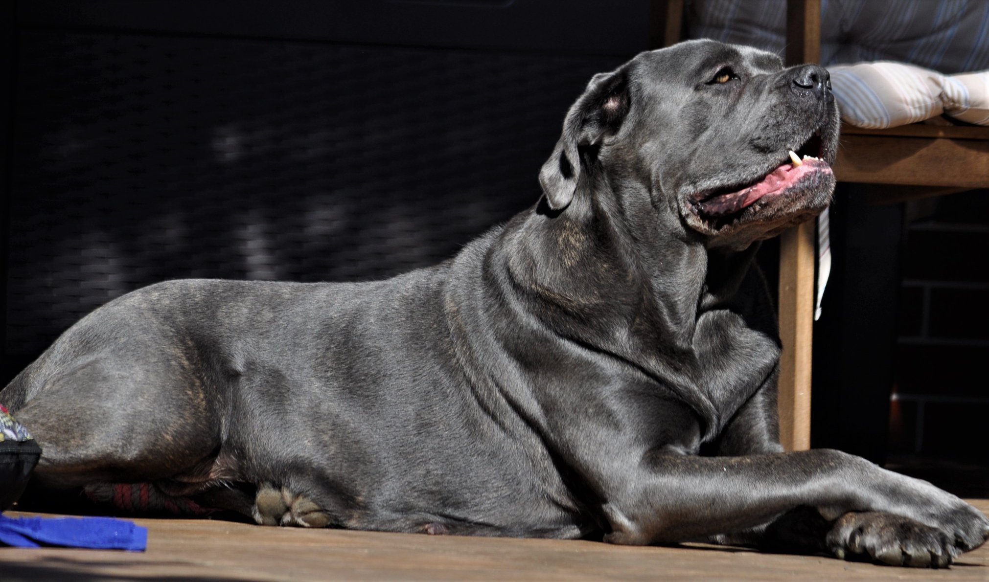 You are currently viewing BLUE (UMA DEL-ORTE) Za tęczowym mostem 31.12.2013-16.08.2024