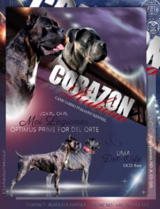 Read more about the article Miot „D”