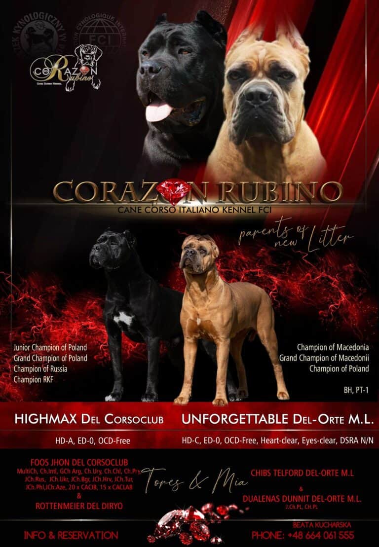 Read more about the article Miot B