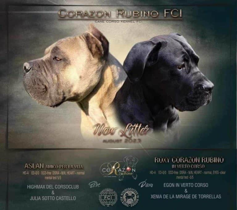 Read more about the article Miot C