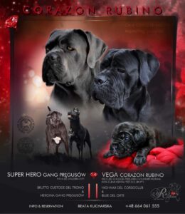 Read more about the article Miot A