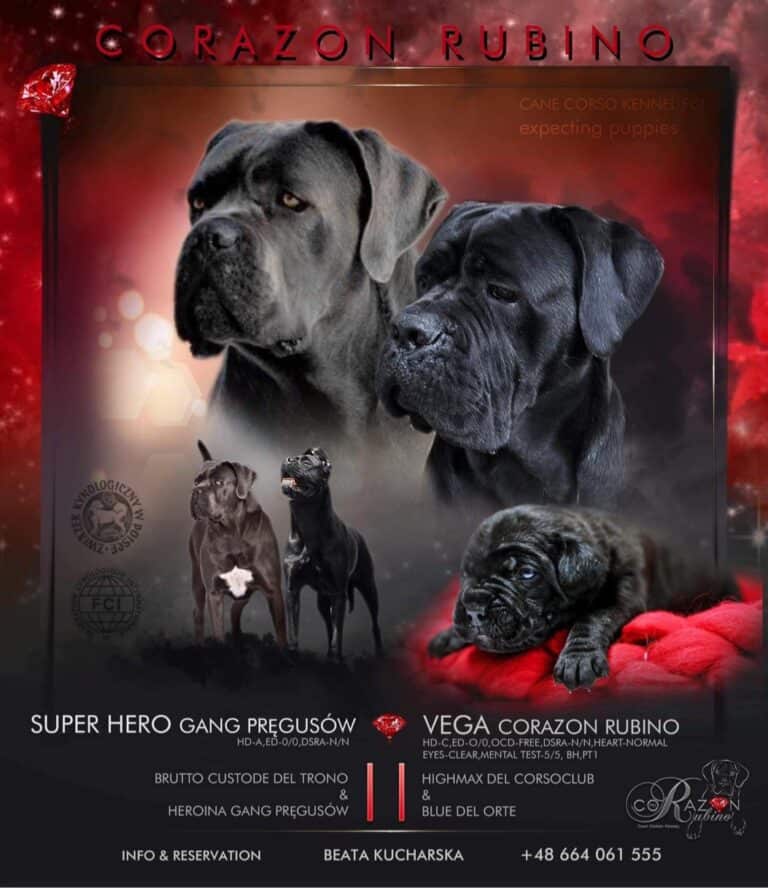 Read more about the article Miot A