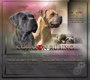 Read more about the article Miot P