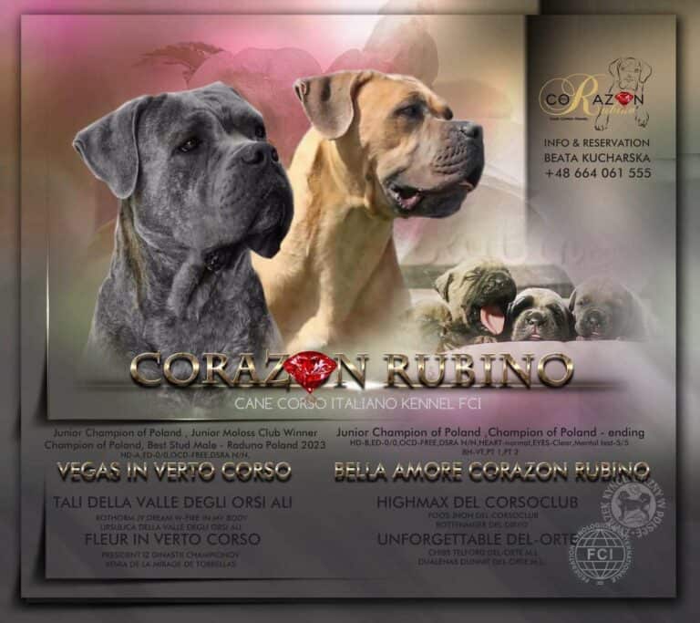 Read more about the article Miot P