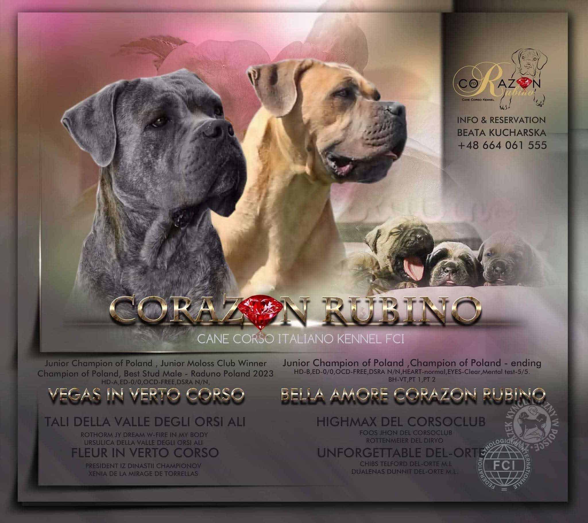 You are currently viewing Miot P