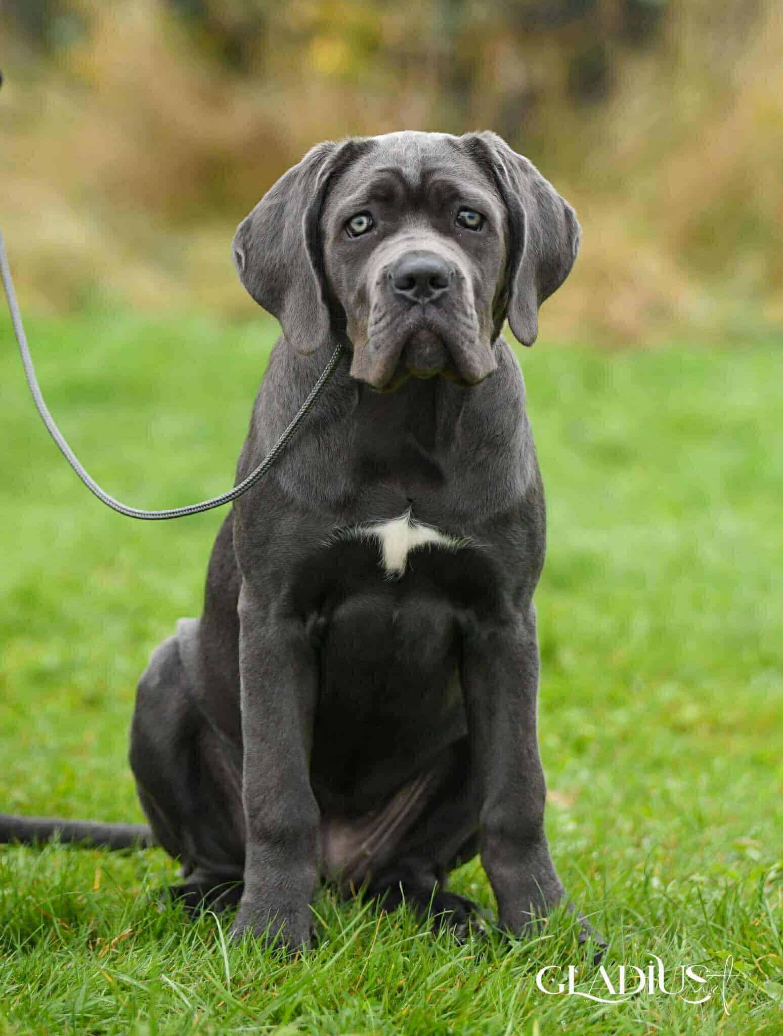 You are currently viewing KLEO Corazon Rubino