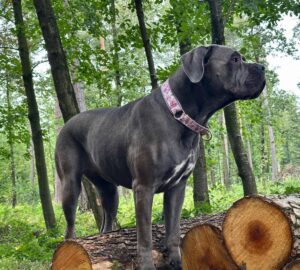 Read more about the article REESE NALA Gang Pręgusów