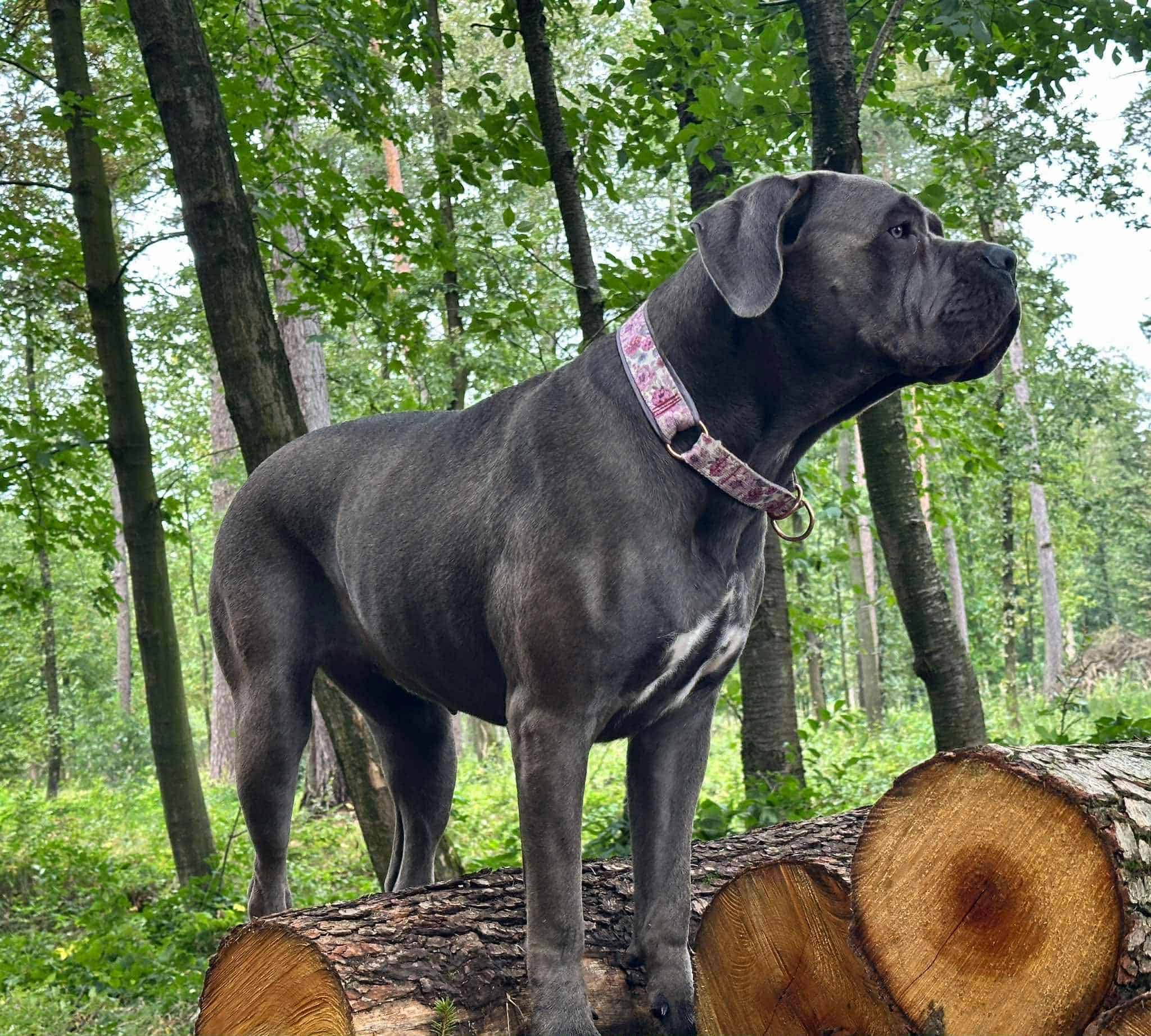 Read more about the article REESE NALA Gang Pręgusów